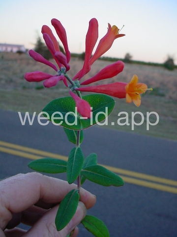 honeysuckle, trumpet